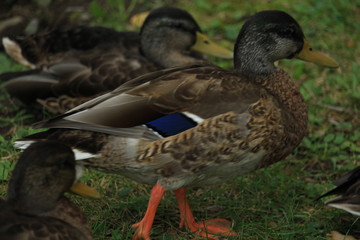 Duck family 