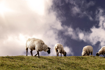 Schafe auf einer Weide im Sonnenschein