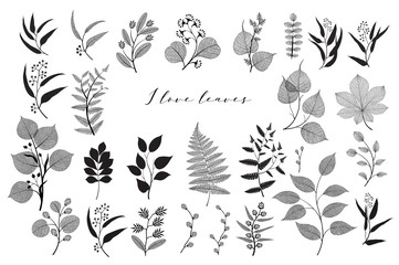 Big set of branches and leaves, fall, spring, summer. Vintage vector botanical illustration, floral elements in black design