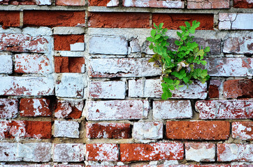 Brick wall. Red brick wall. The flower grows in spite of everything. Flower grows from stone....