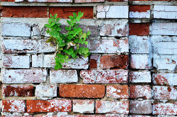 Brick wall. Red brick wall. The flower grows in spite of everything. Flower grows from stone. Texture of brick. Green plant on a brick wall background. Old wall. Grunge style. Destruction.