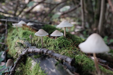 mushroom in forest