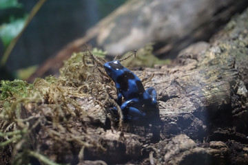 blue frog