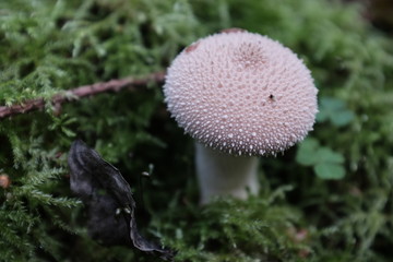 mushroom in forest