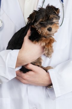 Veterinarian Holding Yorkshire Terrier Puppy - Close Up