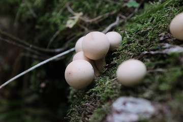 eggs in nest