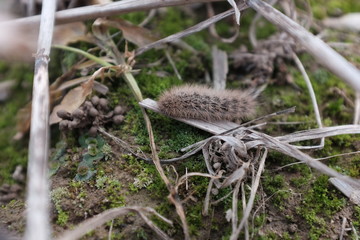 snail on grass