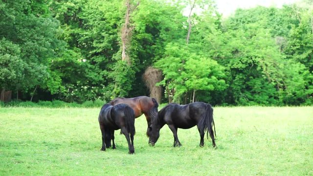 tre cavalli al pascolo