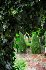 wall of ivy, autumn rain