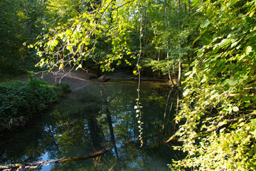 Waldidylle im Ried im Elsass