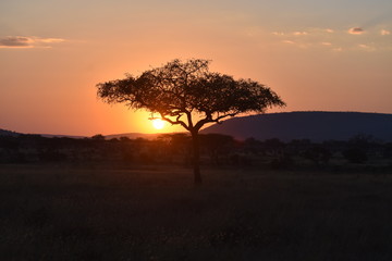 Fototapeta na wymiar sunset in Tanzania