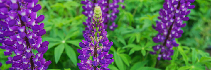 Blooming lupine flowers. A field of lupines. Sunlight shines on plants. Violet spring and summer flowers. Gentle warm soft colors, blurred background.