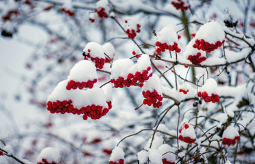 The red berries of guelder rose covered with white snow in winter_
