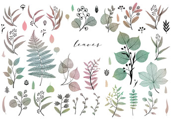 Branches and leaves, fall, spring, summer. Vintage botanical illustration, floral elements in colorful design
