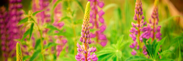 Summer beautiful flowers garden with pastel Lupines blooming, outdoor nature background