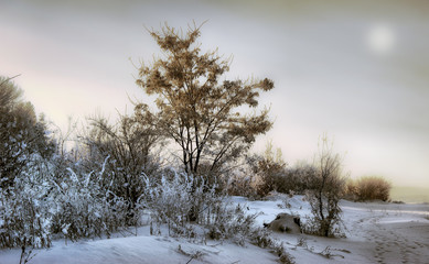 Winter landscape: trees and bushes covered with frost, the sun looks through the clouds. Frosty winter morning in the woods_