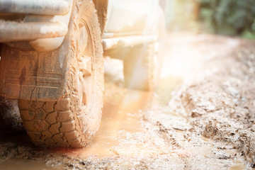 Car tire on dirt road with the trunk of a fallen tree in a forest.