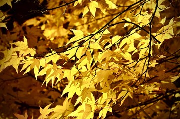 autumn leaves background