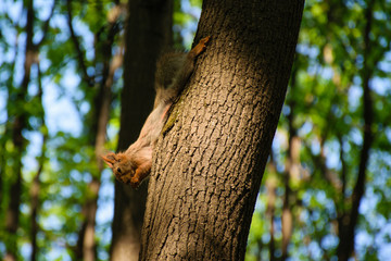 squirrel on a tree