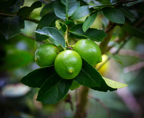 Bunch of green fresh lemons on a lemon tree branch.