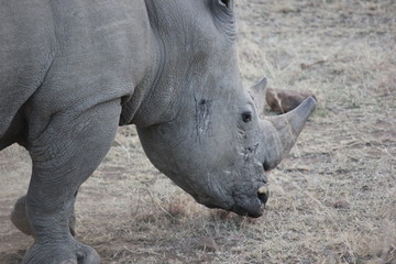 Fototapeta premium Namibia