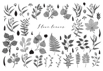 Big set of branches and leaves, fall, spring, summer. Vintage botanical illustration, floral elements in black design