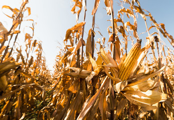 Ripe corn on stalk in field before harvest