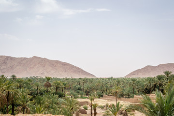 Fototapeta premium Desert of figuig