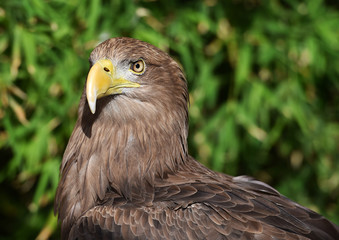 Fototapeta premium cabeza de aguila