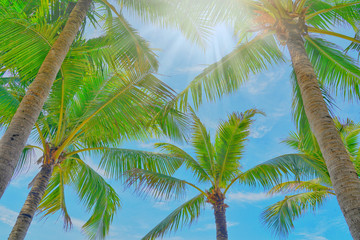 Fototapeta premium Coconut palm trees view and blue sky on the beach at Pattaya, Thailand.