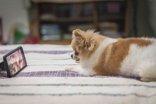 Pomeranian dog watching smartphone on the bed, animal and technology concepts.