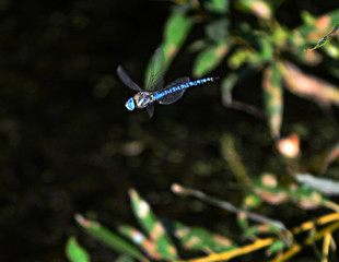 dragonfly in flight