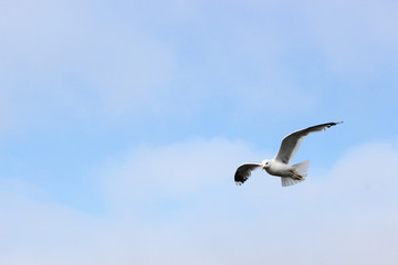 Flying seagull in the blue sky.