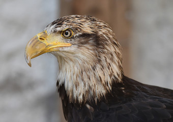 aguila calva americana