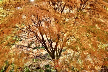  Acer tree in autumn