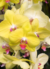 Fototapeta na wymiar Closeup of the yellow phalaenopsis orchid.