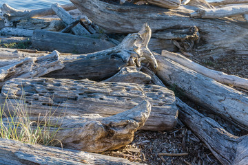 Coastline Driftwood Macro