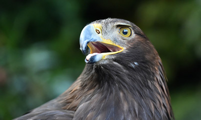 head of eagle