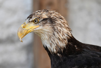 aguila calva americana