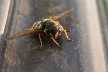 earthen wasp warmed in the sun