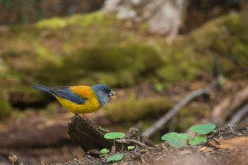 Comesebo little bird in patagonia