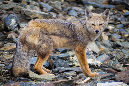 Grey fox relaxing in the top of Cerro Guanaco in Ushuaia