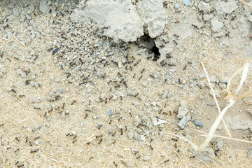 Black ants in desert near an anthill . Sugar ants gather around the hole of their nest . closeup soil around the ant's nest on the ground . Nests ant or small round ant escape holes in the garden.