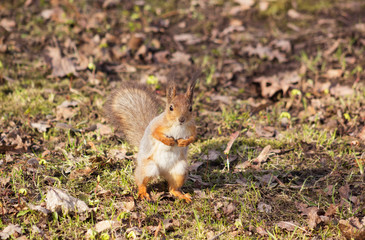 Meeting with fluffy squirrel