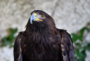 aguila real