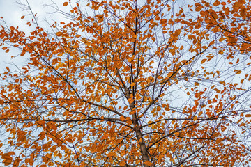 tree with yellowed leaves, autumn