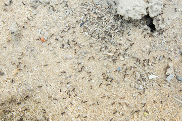 Black ants in desert near an anthill . Sugar ants gather around the hole of their nest . closeup soil around the ant's nest on the ground . Nests ant or small round ant escape holes in the garden.