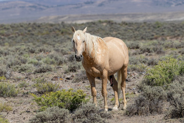 Wild Horse in the Colorado High Desert