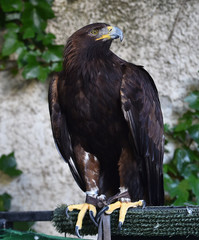 aguila real