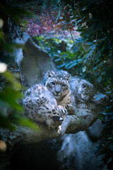 snow leopard